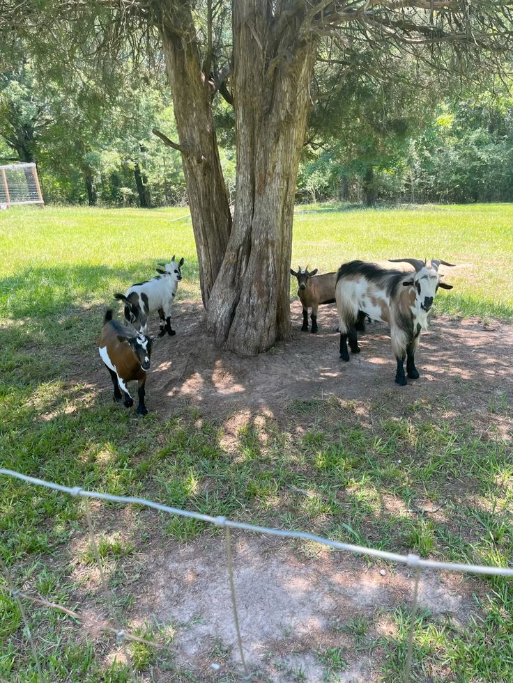 Venta de carne de chivo