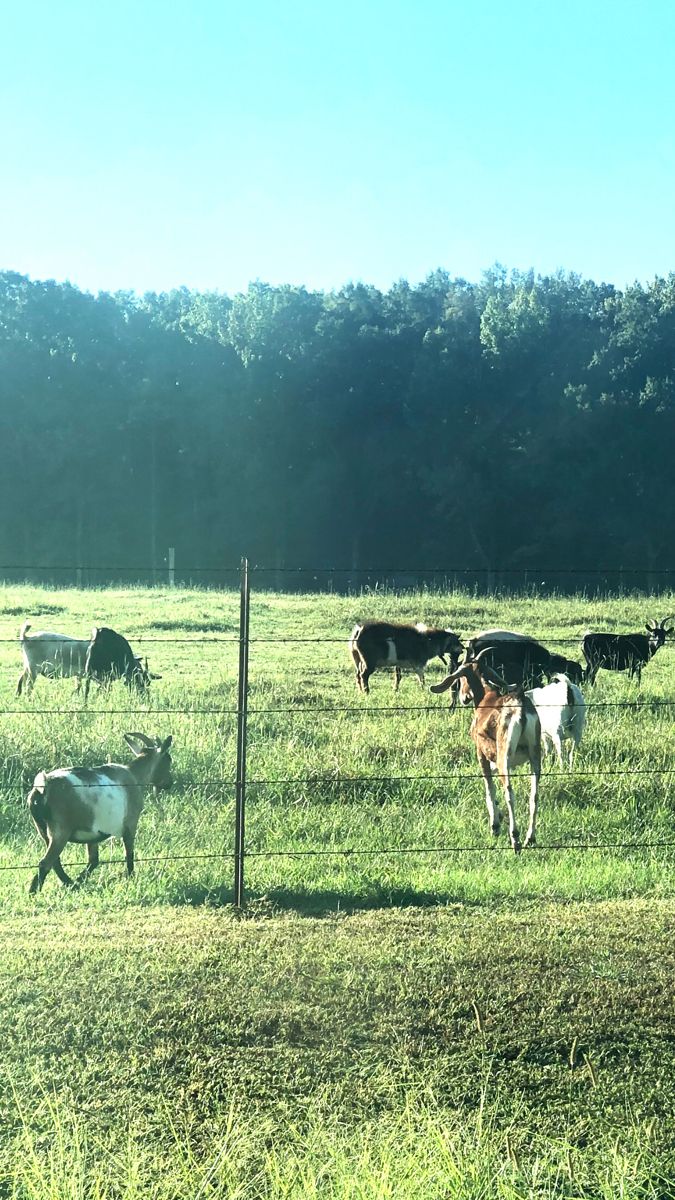 Venta de chivo en pie (promedio 10 kg)